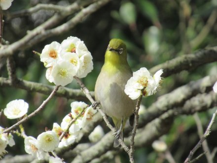 ウメは週末も見頃です