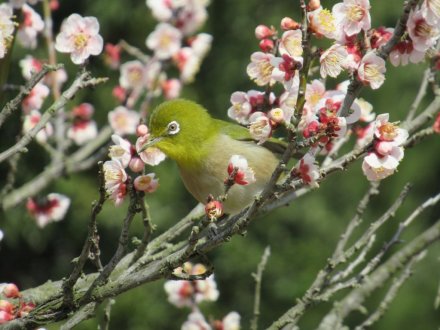 ウメは週末も見頃です