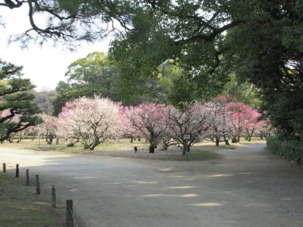 ウメは週末も見頃です