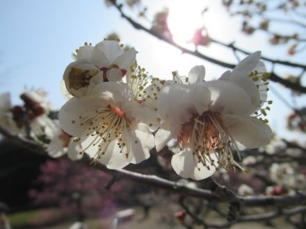 ウメは週末も見頃です