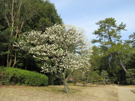 ウメは週末も見頃です
