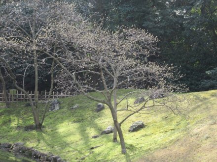 ウメは週末も見頃です