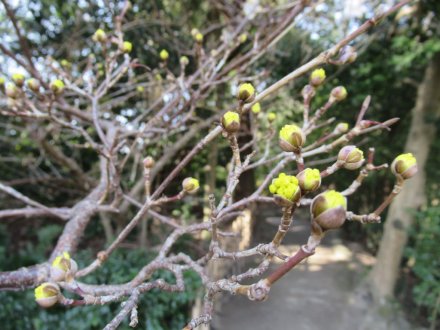 ウメは週末も見頃です