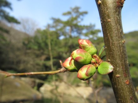 ウメは週末も見頃です