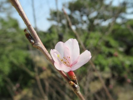 ヒガンザクラが開花しました
