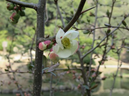 ヒガンザクラが開花しました