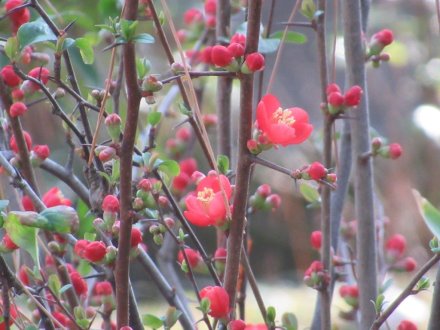 ヒガンザクラが開花しました