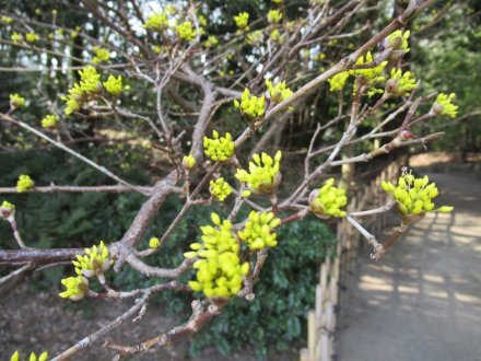 ヒガンザクラが開花しました