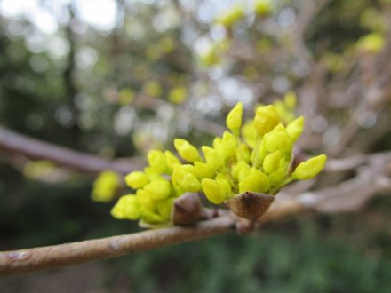 ヒガンザクラが開花しました