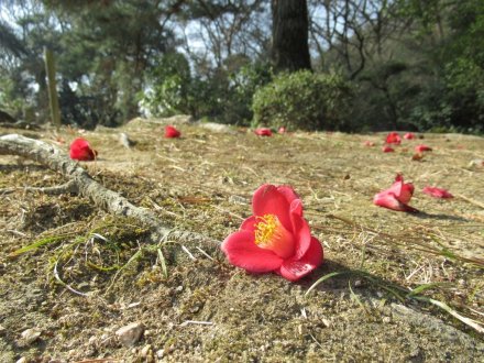 ヒガンザクラが開花しました