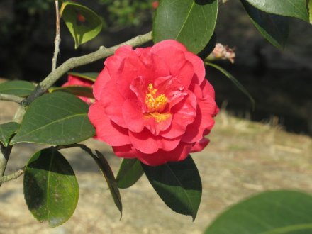 ヒガンザクラが開花しました