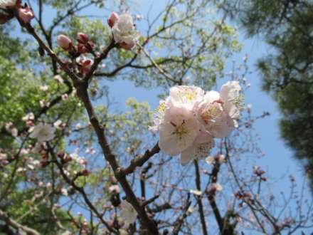 アンズが咲き始めです