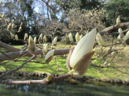 見頃の花々