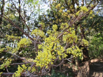 見頃の花々