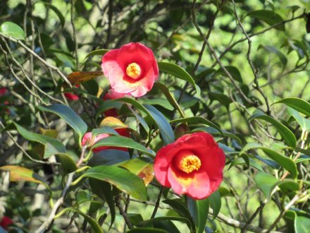 見頃の花々
