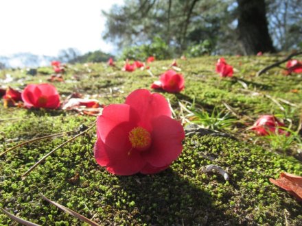 見頃の花々