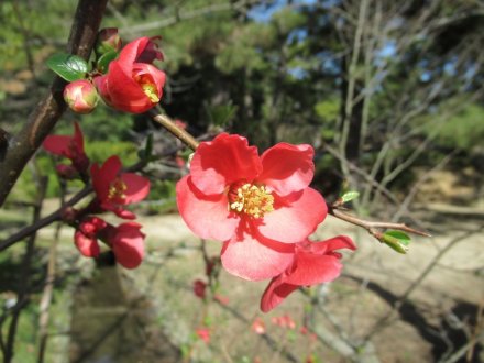 見頃の花々