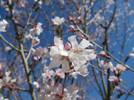 見頃の花々