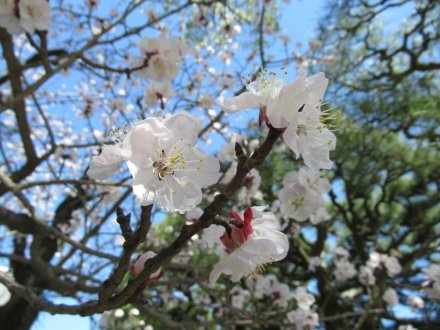 見頃の花々