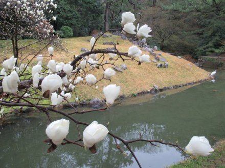 偃月橋とエドヒガンザクラ