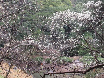 偃月橋とエドヒガンザクラ