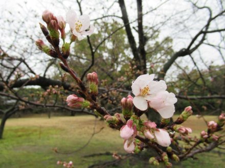 桜標本木３月２２日開花