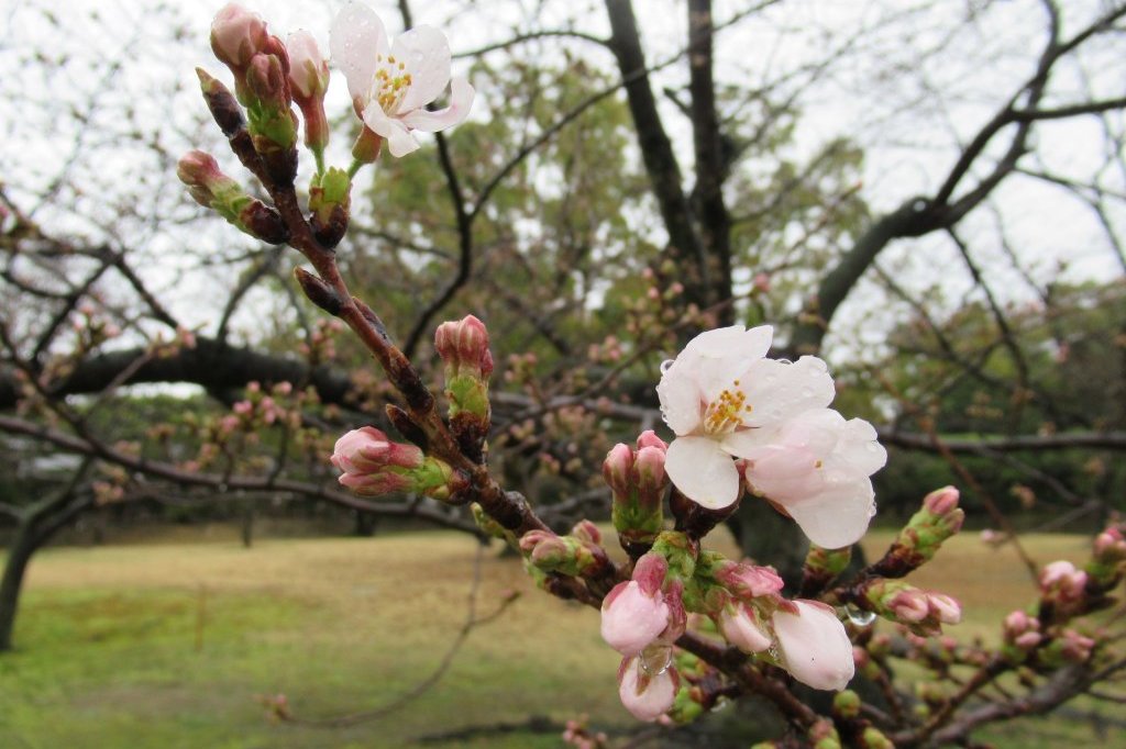 桜標本木３月２２日開花