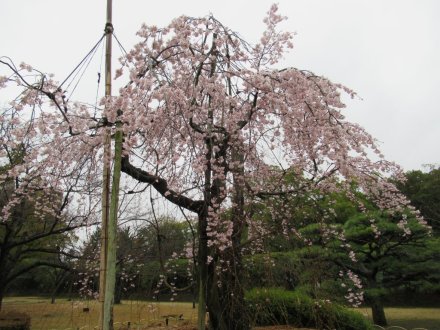 桜標本木３月２２日開花