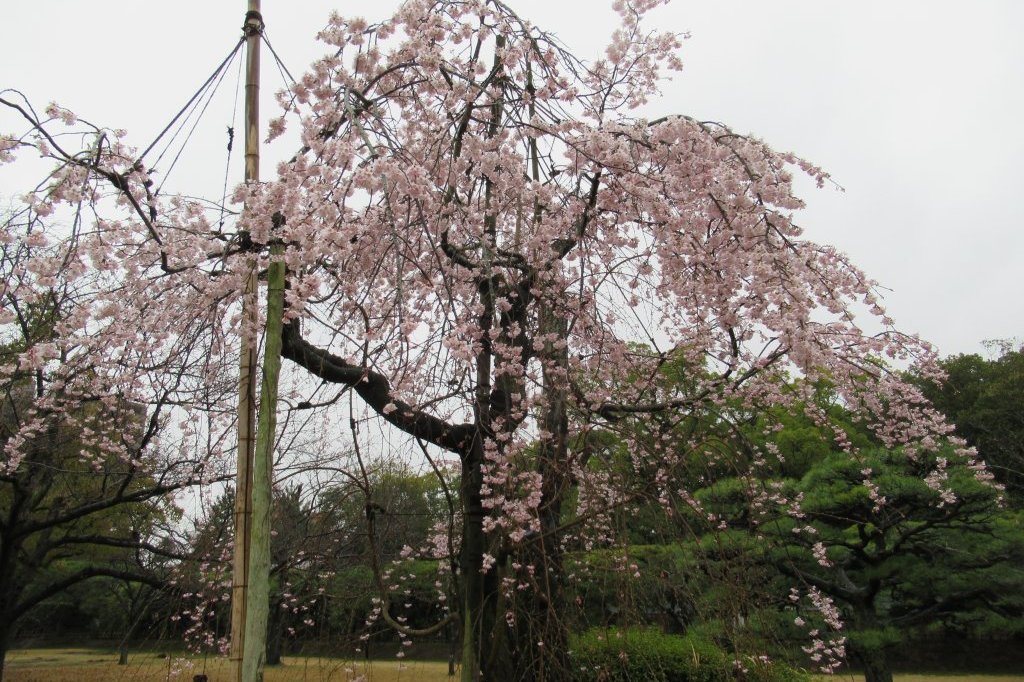 桜標本木３月２２日開花
