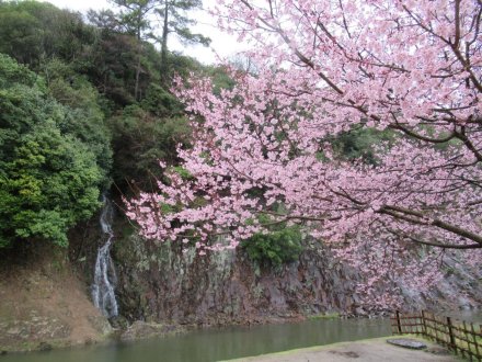 桜標本木３月２２日開花