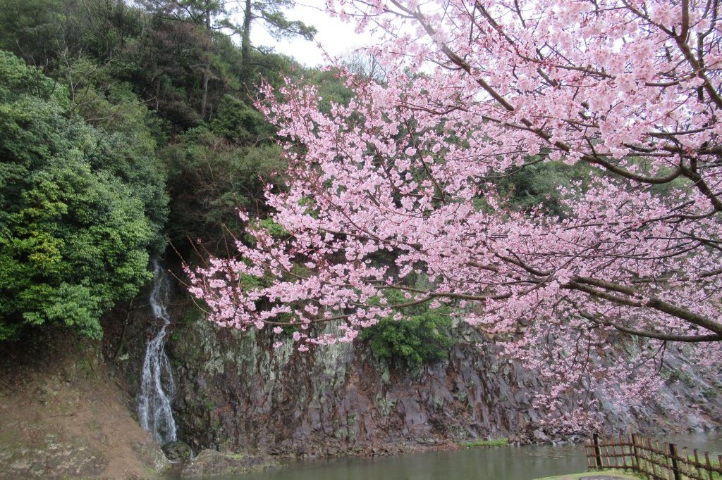桜標本木３月２２日開花