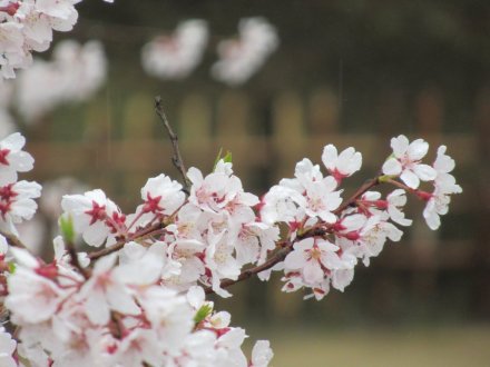 桜標本木３月２２日開花