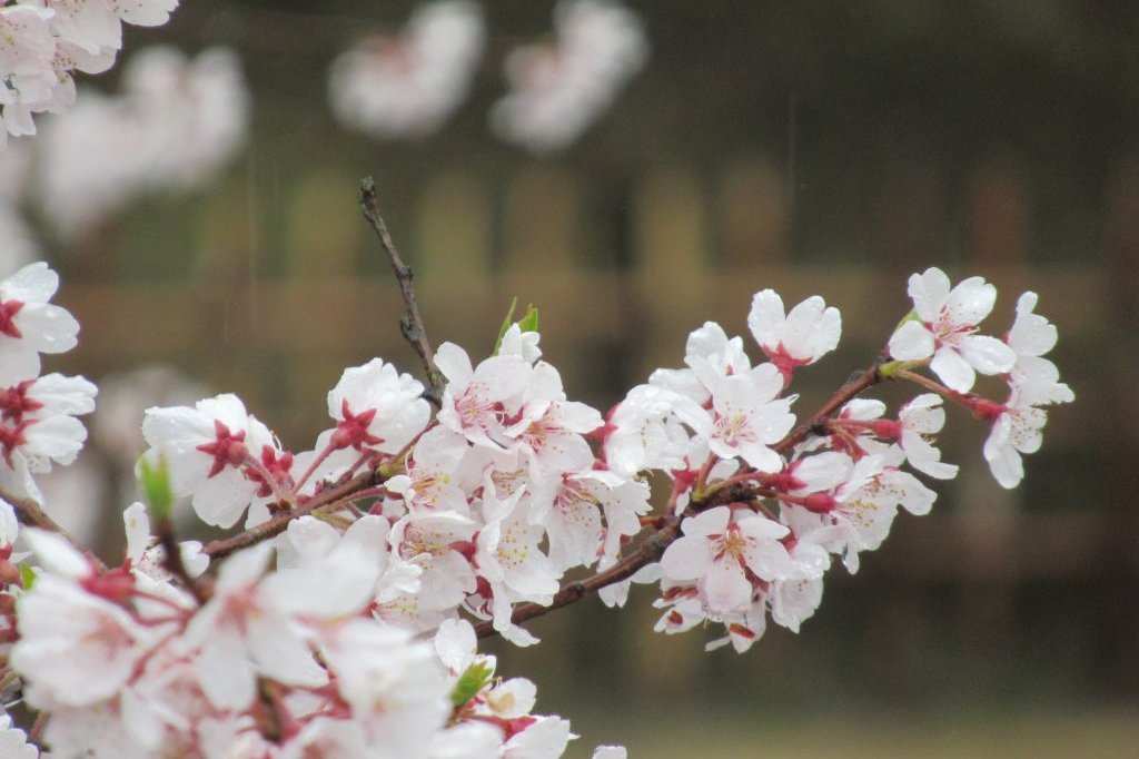 桜標本木３月２２日開花