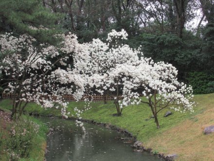 桜標本木３月２２日開花