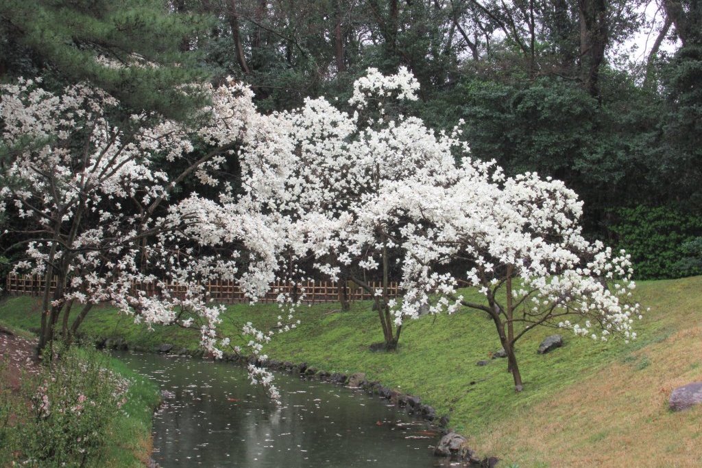 桜標本木３月２２日開花