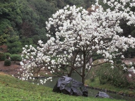 桜標本木３月２２日開花
