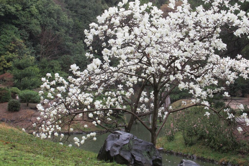 桜標本木３月２２日開花