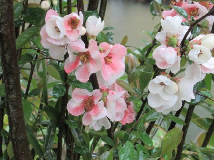 桜標本木３月２２日開花