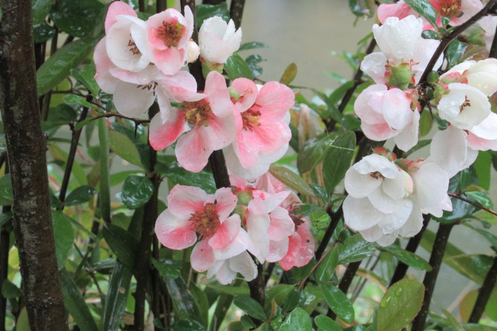 桜標本木３月２２日開花