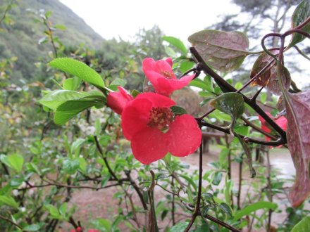 桜標本木３月２２日開花