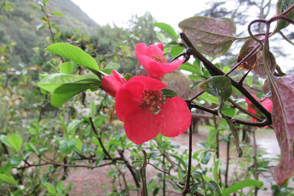 桜標本木３月２２日開花