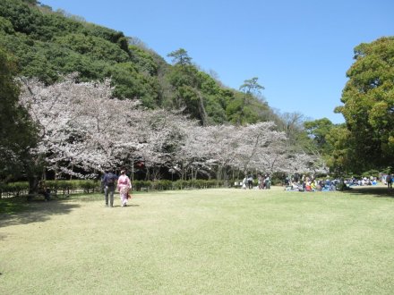 ソメイヨシノは７分咲き