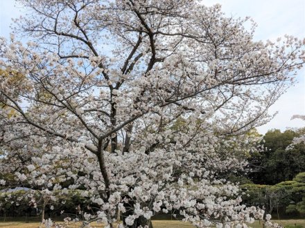 桜（ソメイヨシノ）が満開となりました