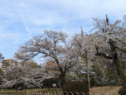 桜（ソメイヨシノ）が満開となりました