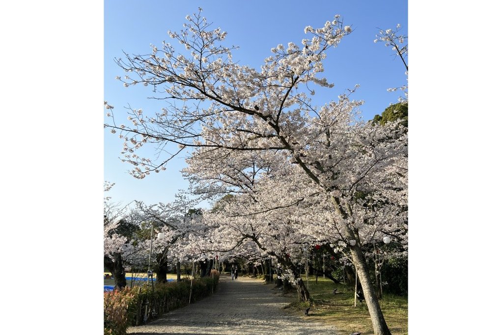 見頃の花々