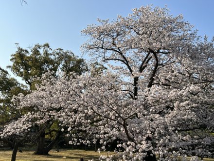 見頃の花々
