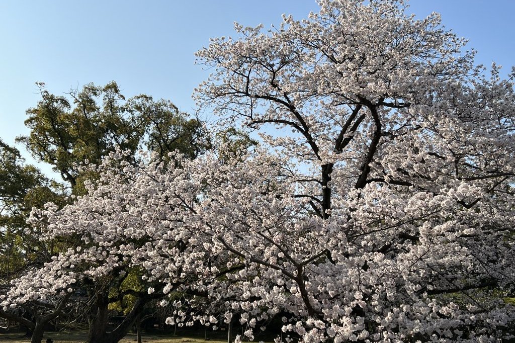 見頃の花々