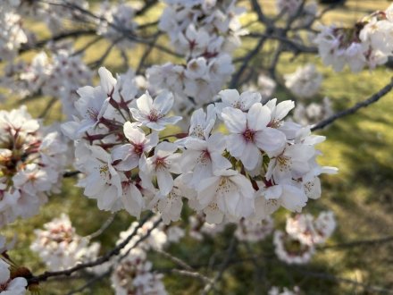 見頃の花々