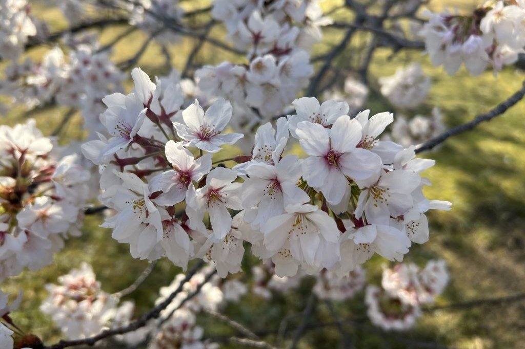 見頃の花々