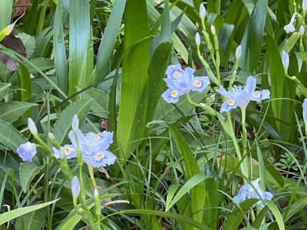 見頃の花々